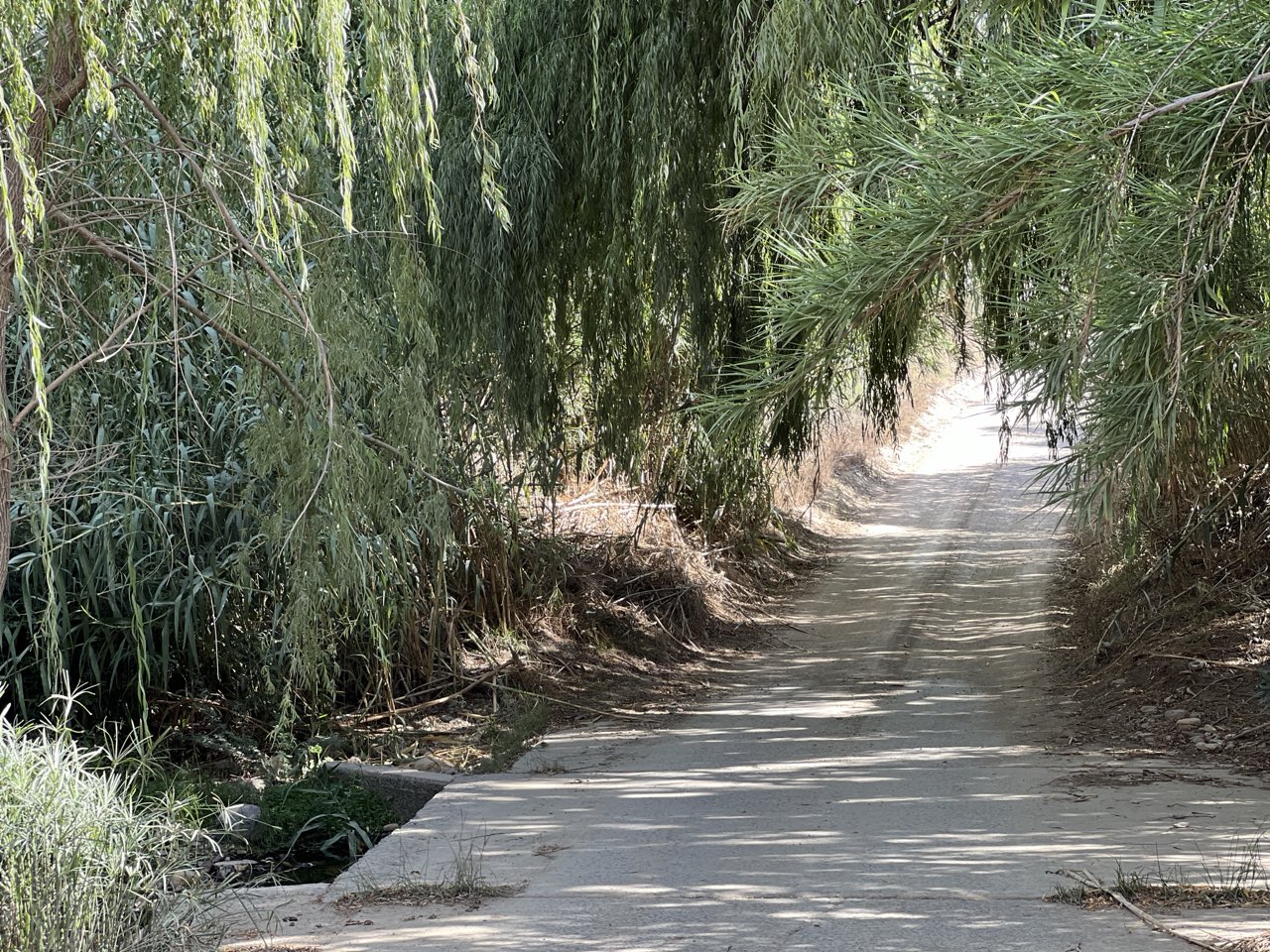 A shaded farm lane beside an irrigation furrow in the Cape farmlands