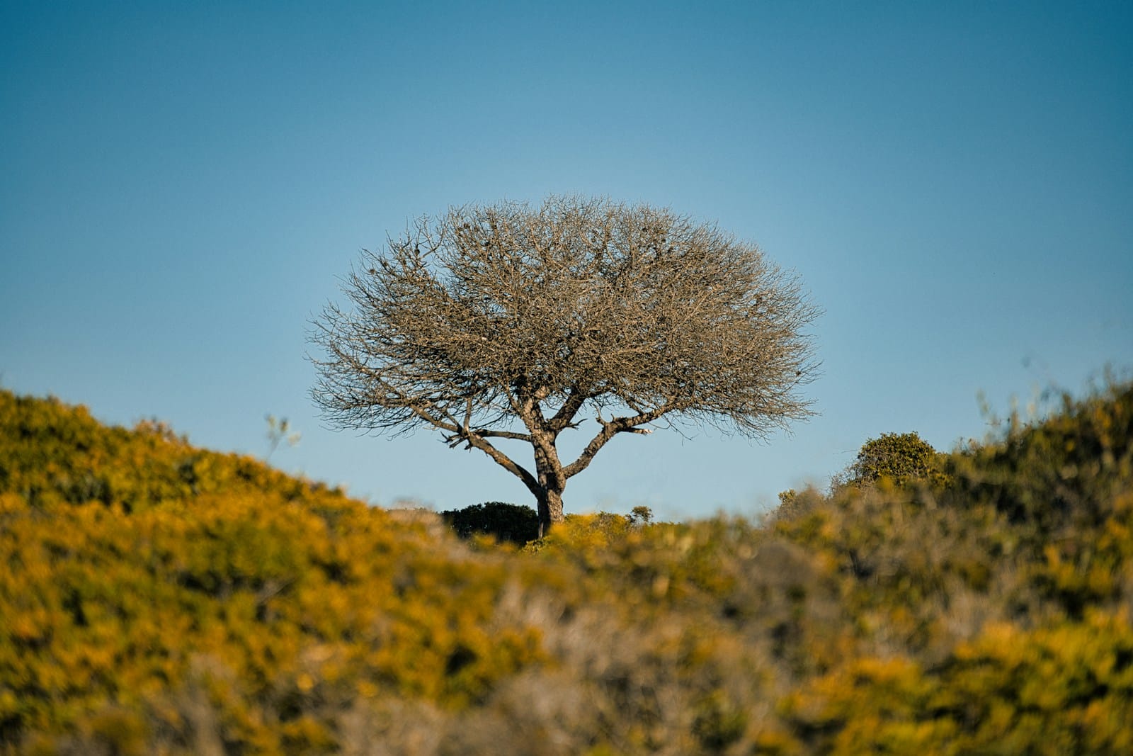 A quiet gravel road winding through cork-oak forest in the interior of the Algarve, southern Portugal