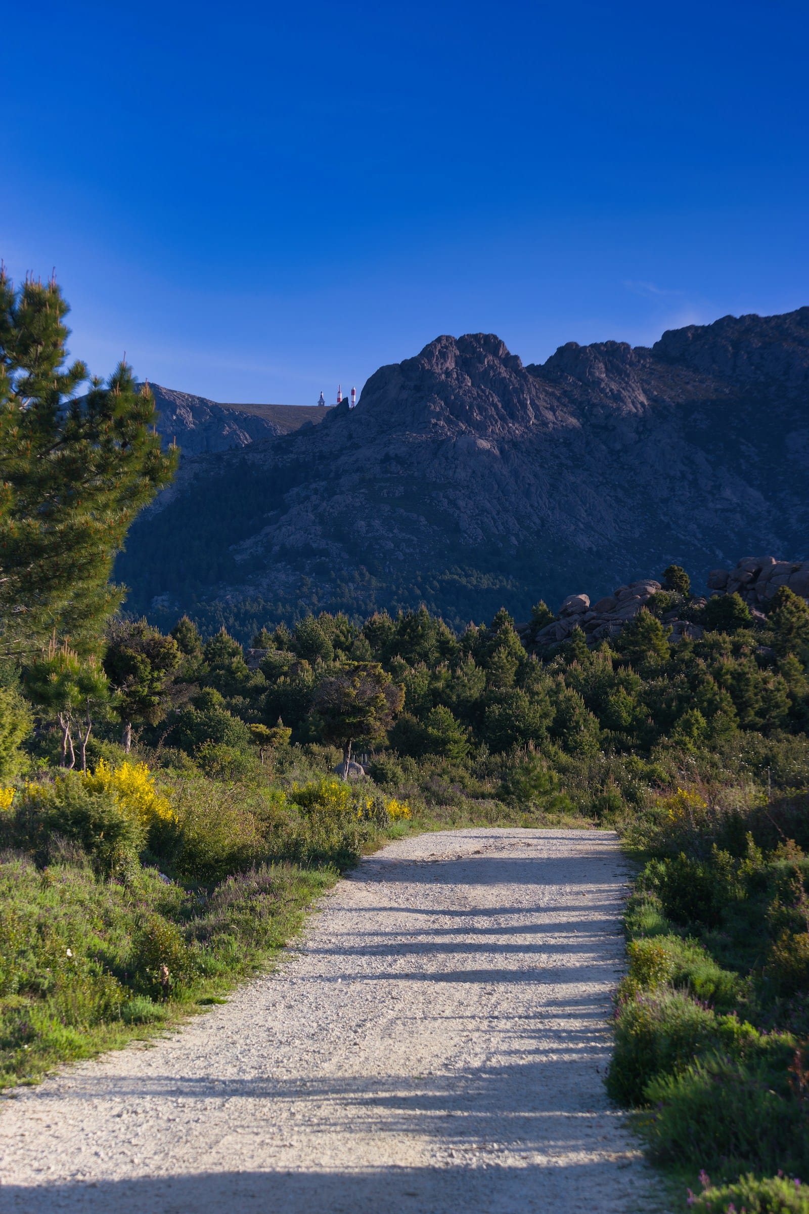 A gravel road climbing through the cedar and pine forest of the Troodos Mountains in Cyprus